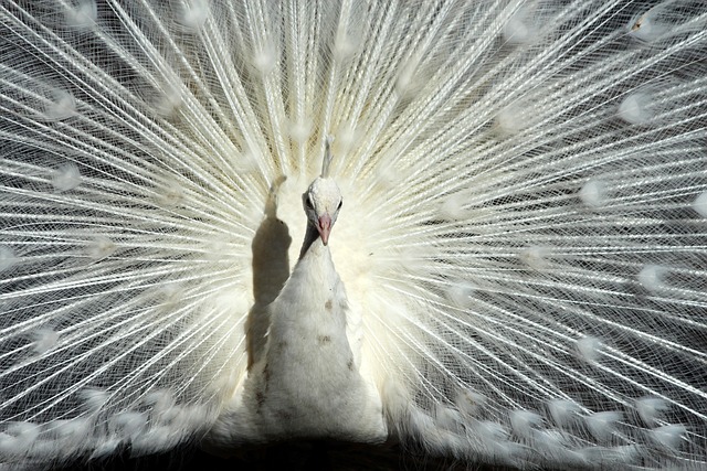已故的湖人
